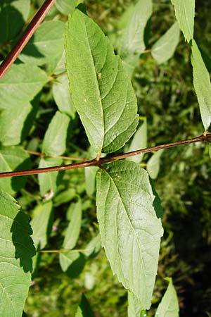 Aralia elata \ Japanischer Angelikabaum, Teufels-Krckstock, D Odenwald, Unterflockenbach 27.6.2015