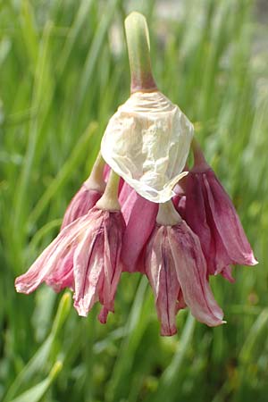 Allium insubricum / Lombardy Garlic, Piedmont Garlic, D Botan. Gar.  Universit.  Tübingen 17.6.2017