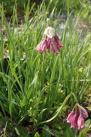 Allium insubricum / Lombardy Garlic, Piedmont Garlic, D Botan. Gar.  Universit.  Tübingen 17.6.2017