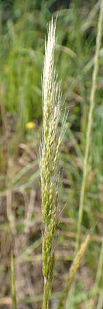 Apera interrupta / Dense Silky-Bent, Interrupted Bent Grass, D Germersheim 4.6.2019