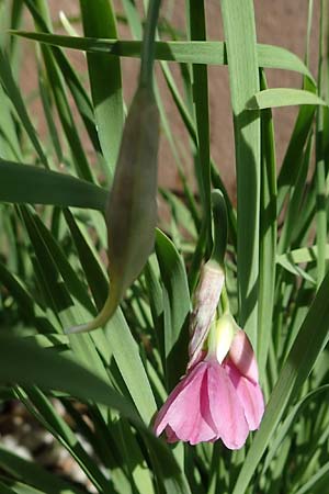 Allium insubricum / Lombardy Garlic, Piedmont Garlic, D  2.6.2023