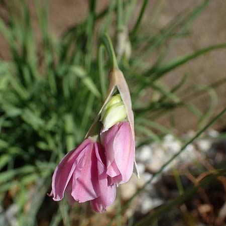 Allium insubricum \ Sdalpen-Lauch / Lombardy Garlic, Piedmont Garlic, D  2.6.2023