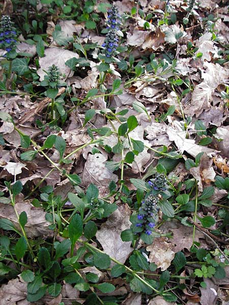 Ajuga reptans \ Kriechender Gnsel / Bugle, D Mannheim 22.4.2015