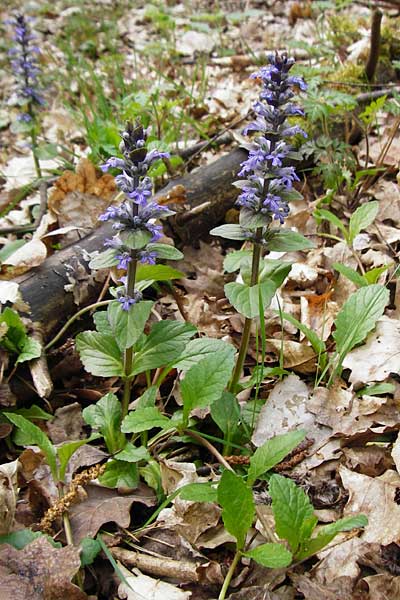 Ajuga reptans, Kriechender Gnsel