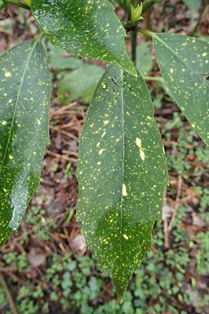 Aucuba japonica \ Japanische Goldorange, Japanische Aukube, D Leverkusen 11.3.2019