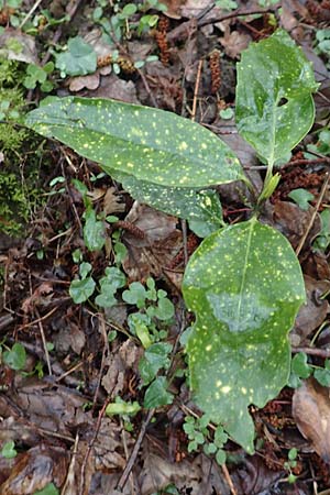 Aucuba japonica \ Japanische Goldorange, Japanische Aukube / Gold Dust Plant, D Leverkusen 11.3.2019