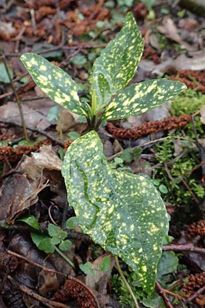 Aucuba japonica \ Japanische Goldorange, Japanische Aukube / Gold Dust Plant, D Leverkusen 11.3.2019