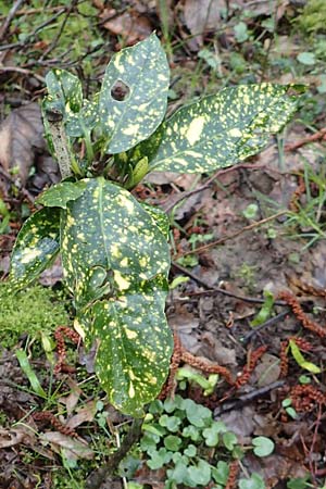 Aucuba japonica \ Japanische Goldorange, Japanische Aukube, D Leverkusen 11.3.2019