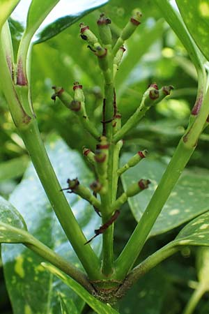 Aucuba japonica \ Japanische Goldorange, Japanische Aukube / Gold Dust Plant, D Essen 23.5.2019