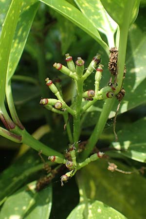 Aucuba japonica \ Japanische Goldorange, Japanische Aukube, D Essen 23.5.2019