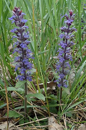 Ajuga reptans \ Kriechender Gnsel / Bugle, D Neuleiningen 15.5.2021