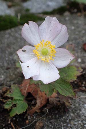 Anemone hupehensis \ Herbst-Anemone / Japanese Thimbleweed, Hupeh Anemone, D Mannheim 19.10.2022