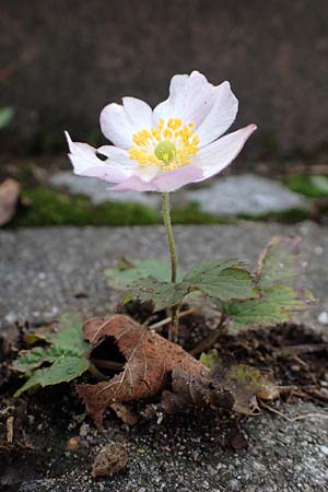 Anemone hupehensis \ Herbst-Anemone / Japanese Thimbleweed, Hupeh Anemone, D Mannheim 19.10.2022