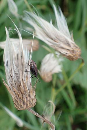 Cirsium arvense \ Acker-Kratzdistel, D Mannheim 3.10.2017