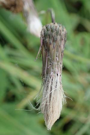 Cirsium arvense \ Acker-Kratzdistel, D Mannheim 3.10.2017