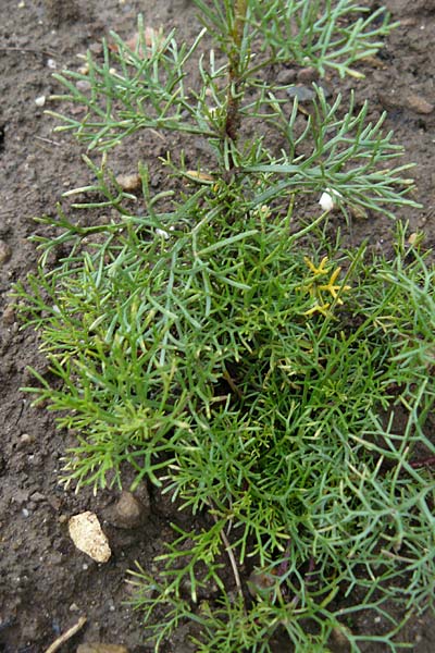 Artemisia alba ? / Camphor Wormwood, D Botan. Gar.  Universit.  Mainz 13.9.2008