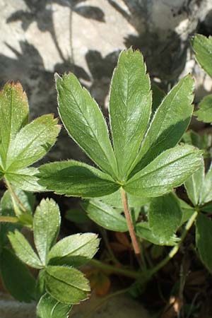 Alchemilla hoppeana agg. \ Hoppes Frauenmantel / Hoppe's Lady's Mantle, D Pfronten 28.6.2016