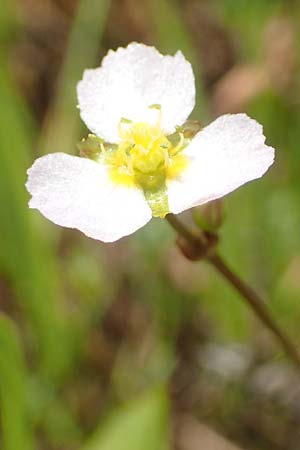 Alisma lanceolatum / Water-Plantain, D Kehl 23.7.2016