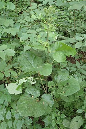 Arctium lappa \ Groe Klette / Greater Burdock, D Wald-Erlenbach 30.7.2016