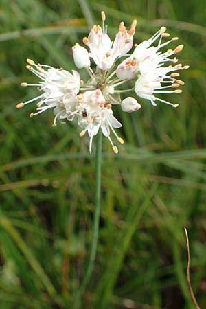 Allium suaveolens / Fragrant Leek, D Mindelsee 6.9.2016