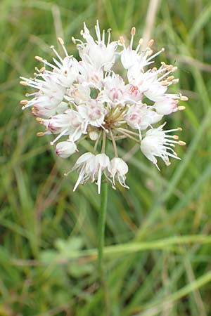 Allium suaveolens \ Wohlriechender Lauch / Fragrant Leek, D Mindelsee 6.9.2016