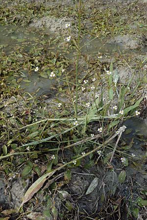 Alisma lanceolatum / Water-Plantain, D Römerberg 8.7.2017