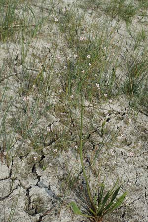 Alisma lanceolatum \ Lanzettblttriger Froschlffel / Water-Plantain, D Römerberg 8.7.2017