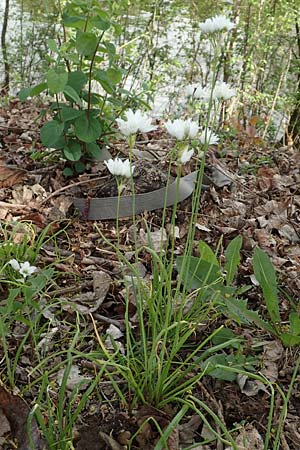 Allium trifoliatum / Hirsute Garlic, Pink Garlic, D Stuttgart-Gaisburg 24.4.2018