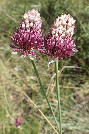 Allium sphaerocephalon / Round-Headed Leek, D Kaiserstuhl,  Burkheim 25.6.2018