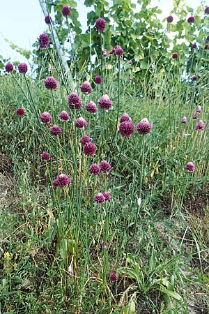 Allium sphaerocephalon / Round-Headed Leek, D Kaiserstuhl,  Burkheim 25.6.2018