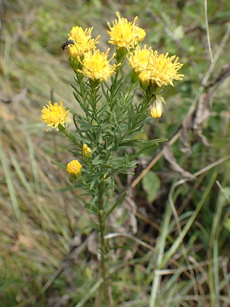 Galatella linosyris \ Gold-Aster / Goldilocks Aster, D Grünstadt-Asselheim 9.9.2019