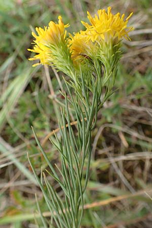 Galatella linosyris \ Gold-Aster, D Grünstadt-Asselheim 9.9.2019