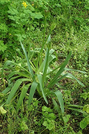 Allium cristophii \ Stern-Kugellauch, Stern von Persien / Star of Persia, Persian Onion, D Mannheim-Pfingstberg 14.5.2021
