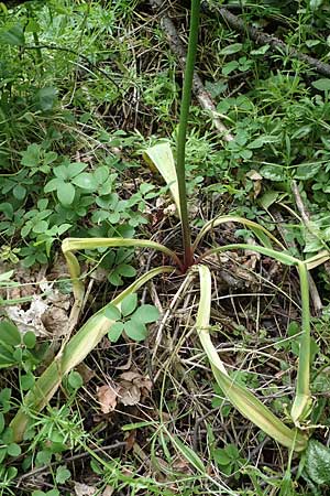 Allium aflatunense \ Iran-Lauch, Purpur-Kugellauch / Purple Ball Leek, D Mannheim-Pfingstberg 25.5.2021