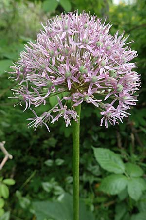 Allium aflatunense \ Iran-Lauch, Purpur-Kugellauch / Purple Ball Leek, D Mannheim-Pfingstberg 25.5.2021