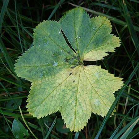 Alchemilla lunaria \ Halbmond-Frauenmantel / Half-Moon Lady's Mantle, D Altusried-Walzlings 12.7.2021