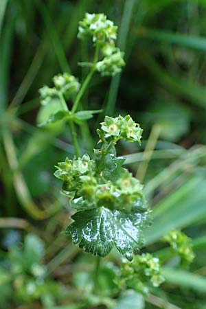 Alchemilla lunaria \ Halbmond-Frauenmantel / Half-Moon Lady's Mantle, D Altusried-Walzlings 12.7.2021