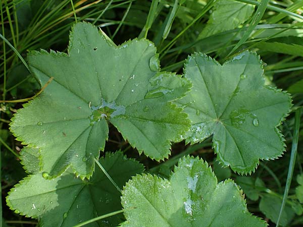 Alchemilla longituba / Long Tube Lady's Mantle, D Altusried-Walzlings 12.7.2021