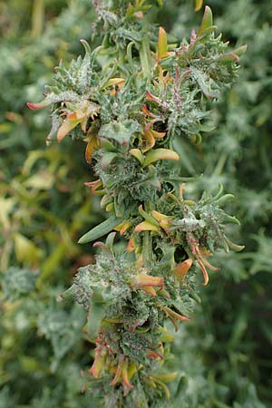 Atriplex littoralis \ Strand-Melde, D Hohwacht 13.9.2021