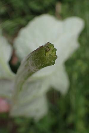 Arctium lappa \ Groe Klette / Greater Burdock, D Bensheim 29.4.2022