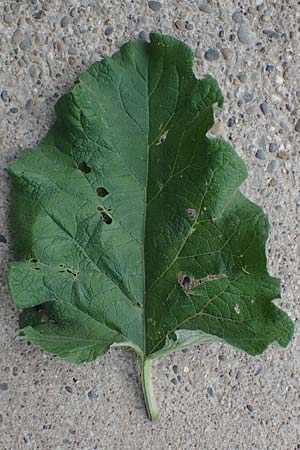 Arctium lappa \ Groe Klette, D Bensheim 29.4.2022