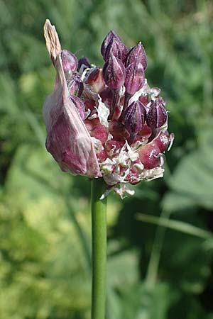 Allium rotundum \ Kugeliger Lauch / Sand Leek, D Thüringen, Bad Frankenhausen 10.6.2022