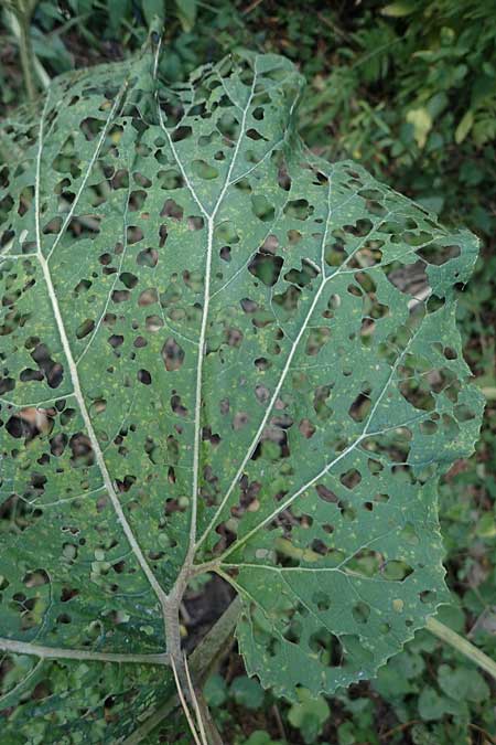 Arctium lappa \ Groe Klette / Greater Burdock, D Aachen 20.8.2022