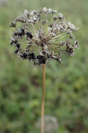 Allium angulosum \ Kanten-Lauch / Angle Onion, D Mannheim 10.9.2022