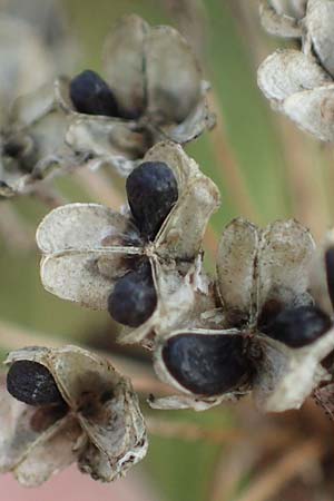 Allium angulosum \ Kanten-Lauch / Angle Onion, D Mannheim 10.9.2022