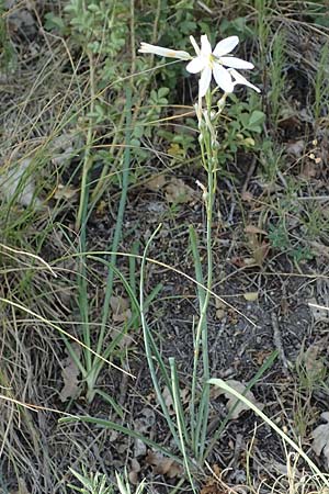 Anthericum liliago \ Astlose Graslilie / St. Bernard's Lily, D Thüringen, Kölleda 15.6.2023