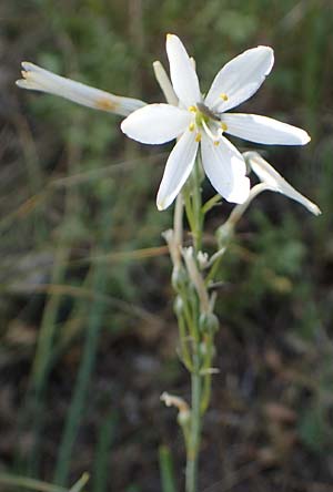 Anthericum liliago \ Astlose Graslilie, D Thüringen, Kölleda 15.6.2023