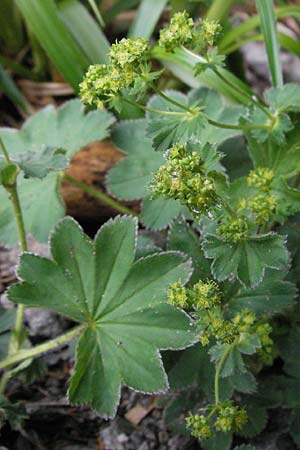 Alchemilla monticola \ Bergwiesen-Frauenmantel / Mountain Lady's Mantle, D Schwarzwald/Black-Forest, Feldberg 18.5.2007