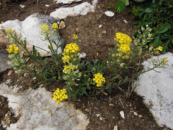 Alyssum montanum \ Berg-Steinkraut / Mountain Alison, Mountain Madwort, D Trochtelfingen 2.6.2015