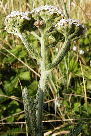 Achillea collina \ Hgel-Schafgarbe / Mountain Yarrow, D Pfungstadt 17.6.2015